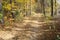 Autumnal dirt road in the forest