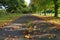 Autumnal English Avenue