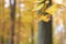 Autumnal fagus sylvatica foliage detail