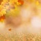 Autumnal fall. Beautiful seasonal backgrounds