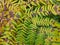 Autumnal fern leaf closeup