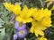 Autumnal flowers. Yellow Crocus Colhicum and New England Aster in autumn garden