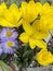 Autumnal flowers. Yellow Crocus Colhicum and New England Aster in autumn garden