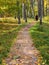 Autumnal forerst in dune area of the Baltic Sea