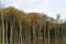 Autumnal forest with bare trunks