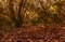 Autumnal forest with fallen leaves and cork oaks.