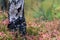 Autumnal forest landscape with colorful plants near a tree trunk