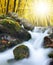 Autumnal forest with mountain creek