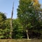 Autumnal forest and old dead tree after storm damages