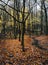 Autumnal forest scene with small creek and colorful leaves