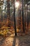 Autumnal forest and sun rays