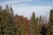 Autumnal forest in sunny weather above fog