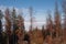 Autumnal forest in sunny weather above fog