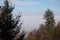 Autumnal forest in sunny weather above fog