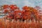 Autumnal forest of Taxodium distichum with orange needles. Autumnal swamp cypresses
