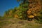 Autumnal forest under blue sky