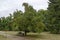 Autumnal forest with venerable trees and wild apple fruits, located in National monument of landscape architecture Park