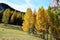 The autumnal forests in the high mountains