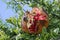 Autumnal fruit viewing,autumnal fruit picture,Pomegranate,fruit,food,organic,italy