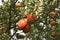 Autumnal fruit viewing,autumnal fruit picture,Pomegranate,fruit,food,organic,italy
