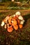 Autumnal garden in the UK. pumpkins ready to Hallowen