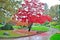 Autumnal garden under the raining