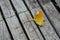 autumnal Ginkgo biloba leaf on wooden bench in urban park