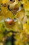 Autumnal ginkgo biloba leaves with fruits in a public garden