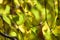 Autumnal golden american basswood leaves closeup view with blurred background