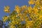 Autumnal golden foliage of ash on background of blue sky
