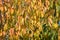 Autumnal golden sour cherry leaves closeup view with selective focus on foreground