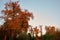 Autumnal golden trees in a forest.