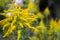 Autumnal Goldenrod with Abstract Background