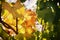 Autumnal grape leaves in green and yellow