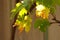 Autumnal grape leaves green and yellow on the branch in sunny garden