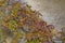 Autumnal grapevine detail