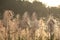 Autumnal grass head in morning sunlight at fall color as signal of season change with copy space