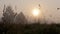 Autumnal grass in misty morning with sun sphere