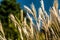 Autumnal grass scene. Close up dry grass with blue sky