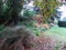 Autumnal grasses and leaves in a garden