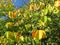 Autumnal Green and Yellow Leaves in October