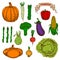 Autumnal harvest vegetables vintage sketch icons