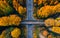 Autumnal Highway Views Aerial Serenity over Woods and Overpasses