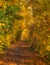 Autumnal hollow path with yellow orange leaves and a dense fall foliage on the ground