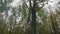 Autumnal idyll in the park with colorful leaves on the trees on a cloudy foggy day