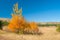 Autumnal landscape with family birch on Ai-Petri mountain tableland