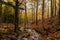 Autumnal landscape of a forest in the Montseny, Catalonia, Spain.