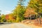 Autumnal landscape. Leaves and trees background, red foliage