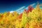 Autumnal landscape. Leaves and trees background, red foliage