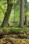 Autumnal landscape of natural forest